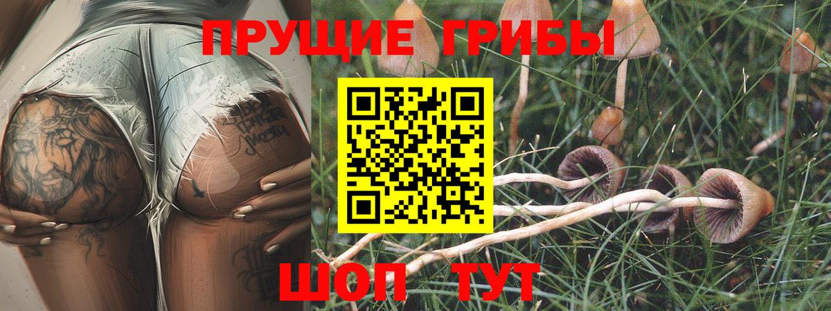 Псилоцибиновые грибы Psilocybine cubensis Тимашёвск